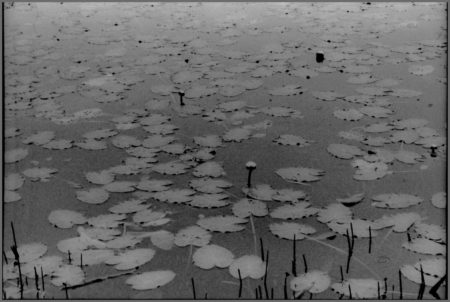 Elliott Burns Photo Lily Pads