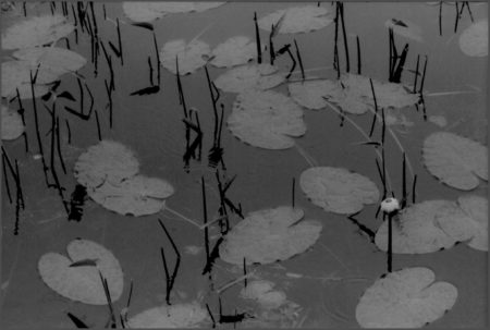 Elliott Burns Photo Lily Pads